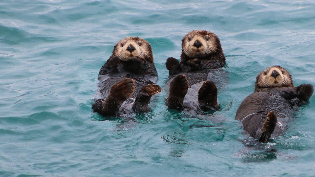 Sea Otter