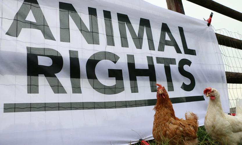animal rights