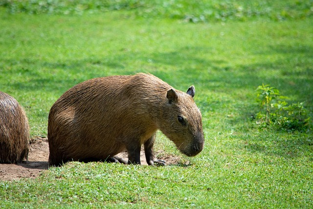 Capybara