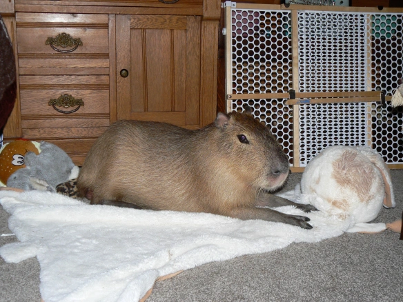 Capybara
