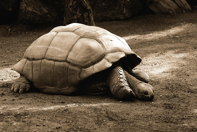 Tortoises