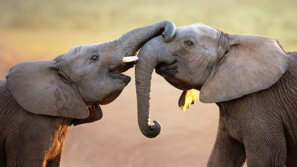 African Elephant