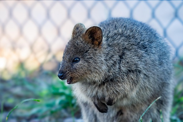 Quokka