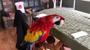 Scarlet Macaw