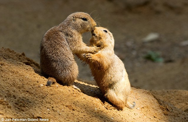 Black-tailed Prairie Dog
