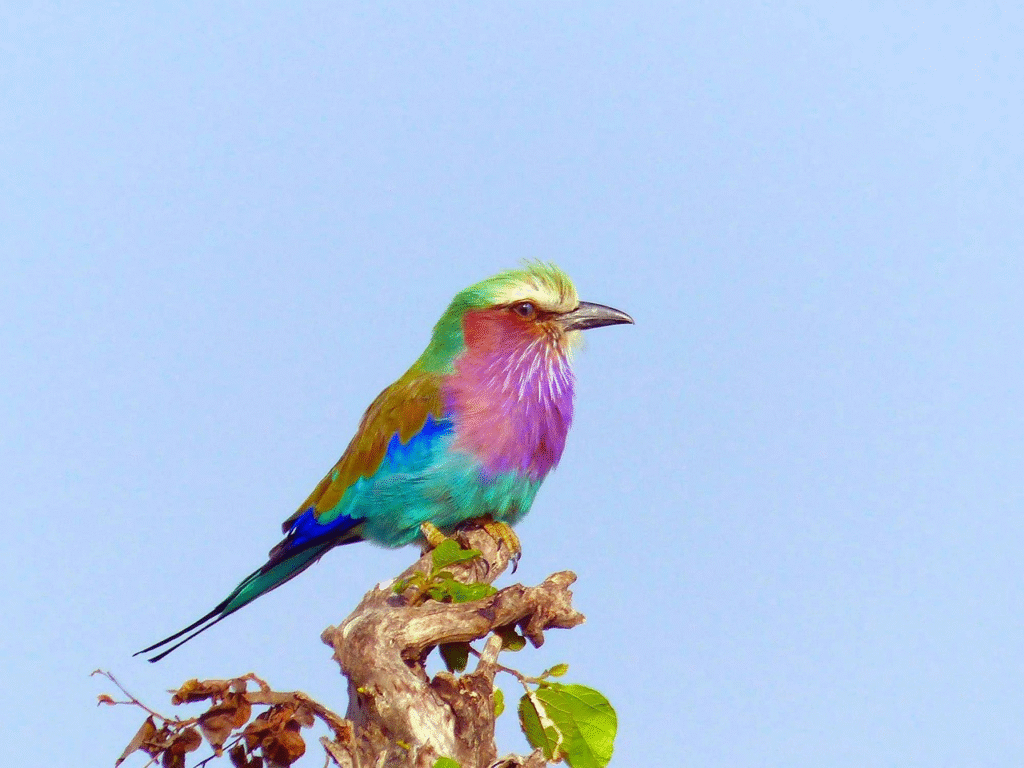 Lilac-Breasted Roller