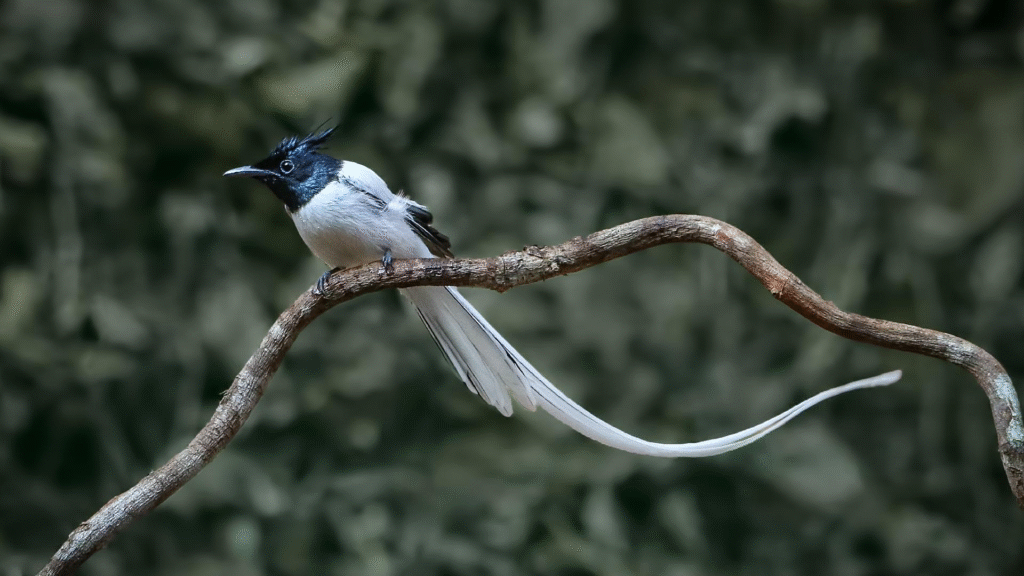 indian Paradise Flycatcher