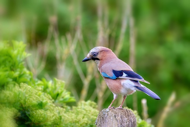 Blue Jay