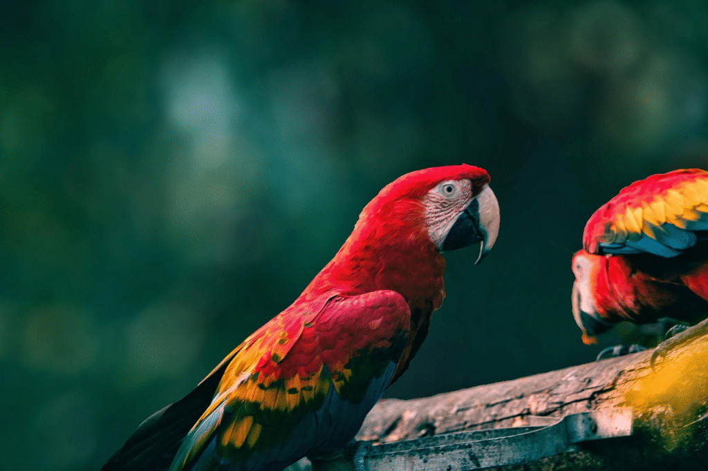 Scarlet Macaw