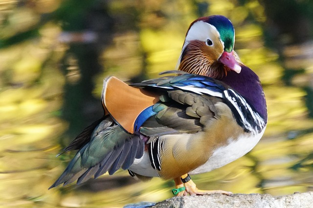 Mandarin Duck
