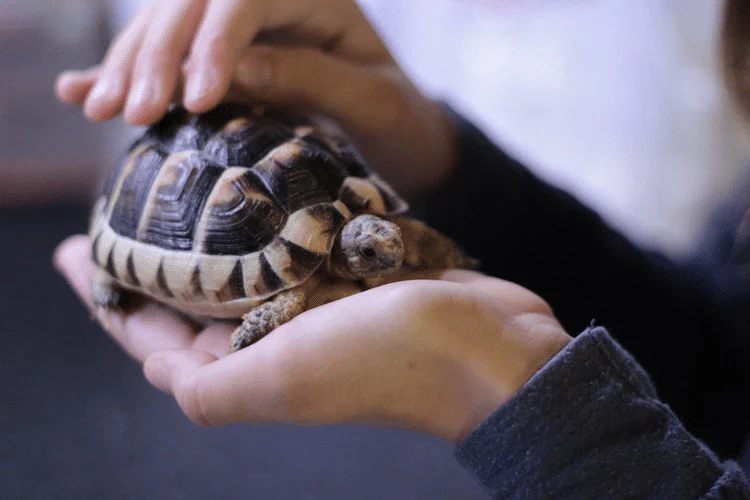 Tortoise?