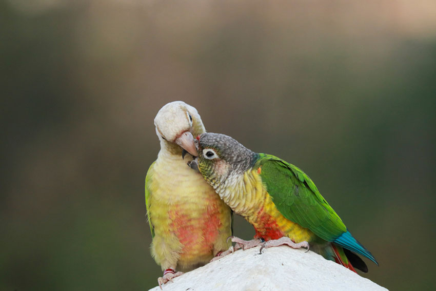 Parrots