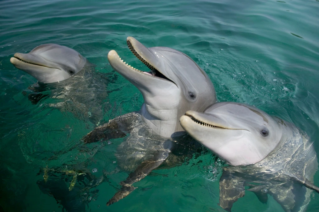 dolphin