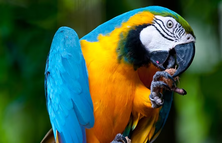 Parrots