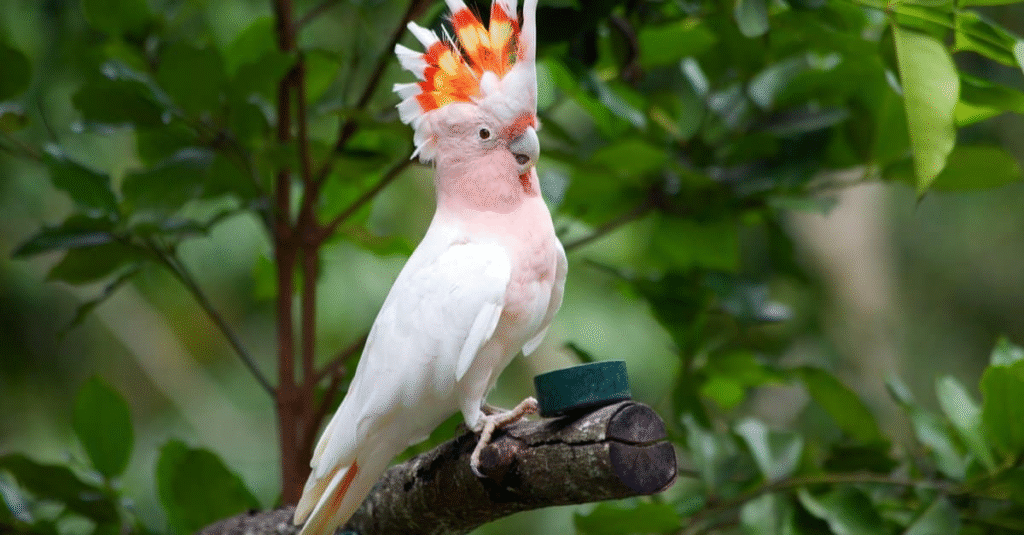 Parrots