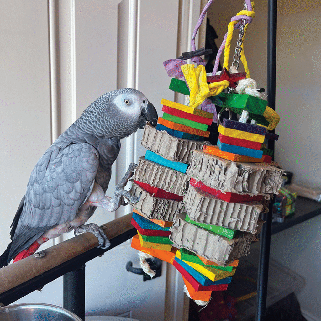 Parrots