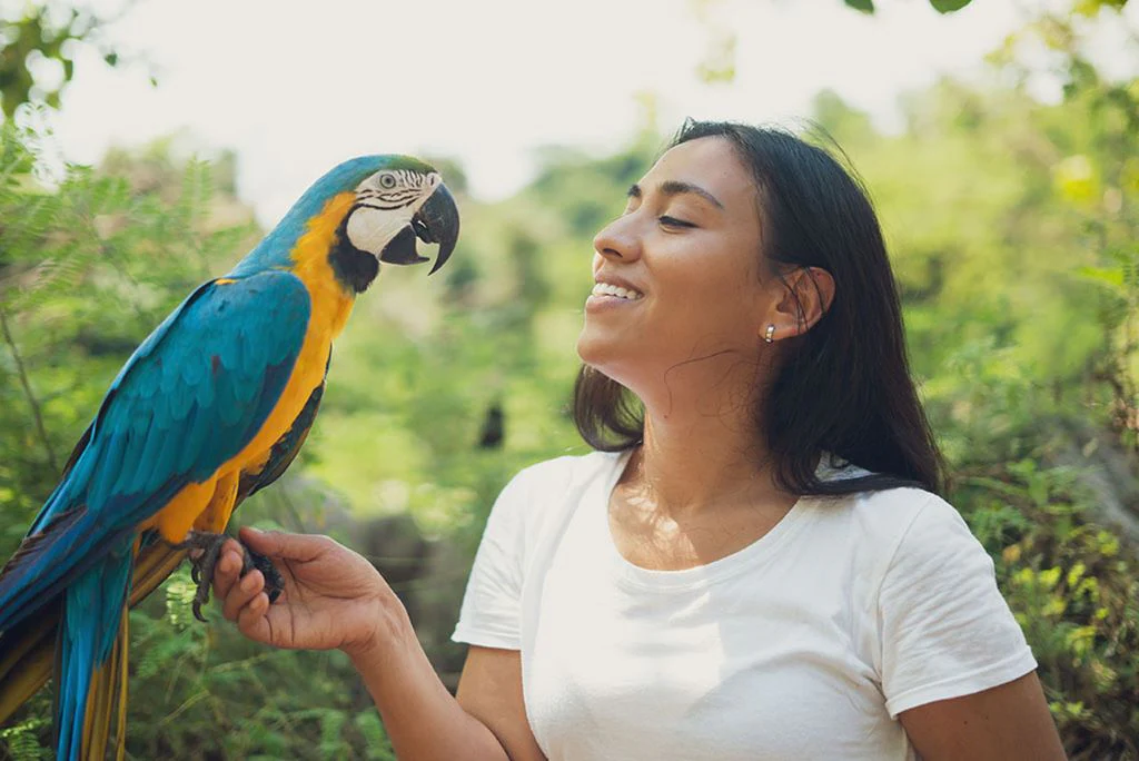 Parrots