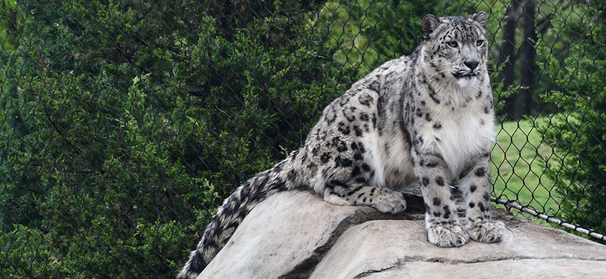 Snow Leopard