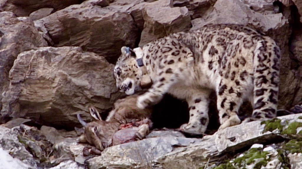 Snow Leopard Eat