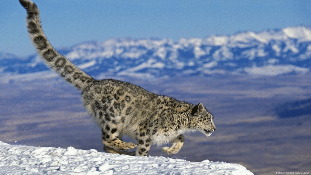 Snow Leopard