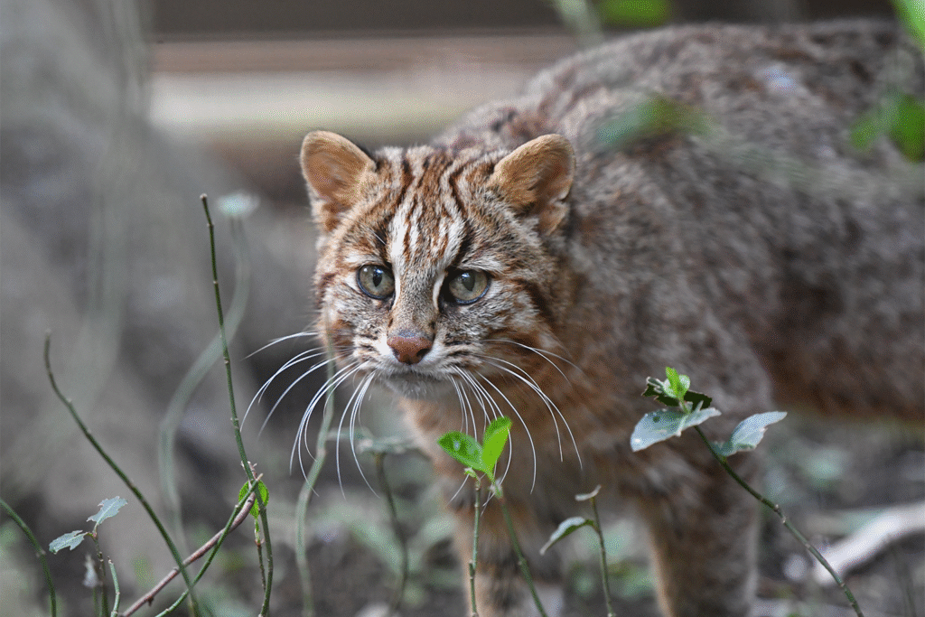 Cutest Endangered Species