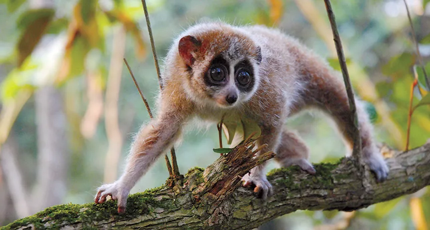 Cutest Endangered Species