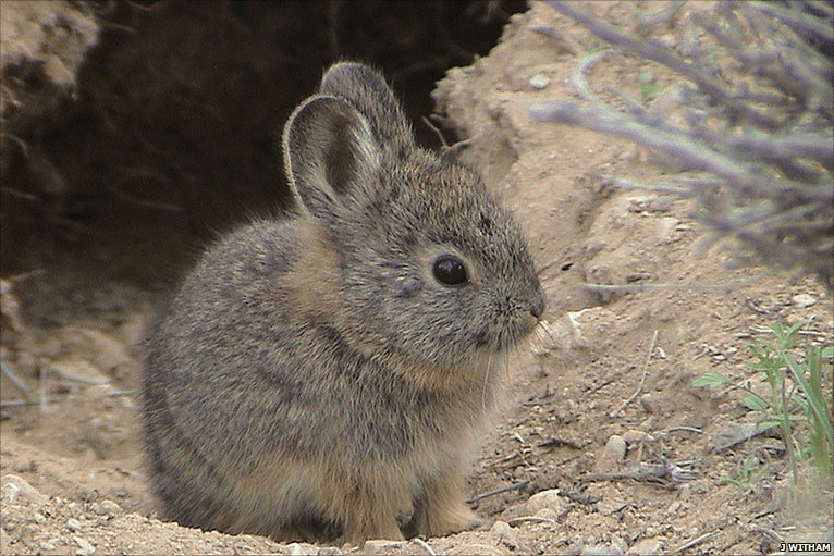 Cutest Endangered Species