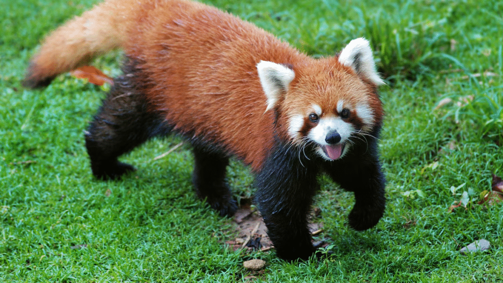 Cutest Endangered Species