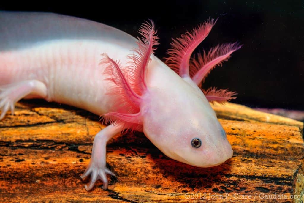 Cutest Endangered Species