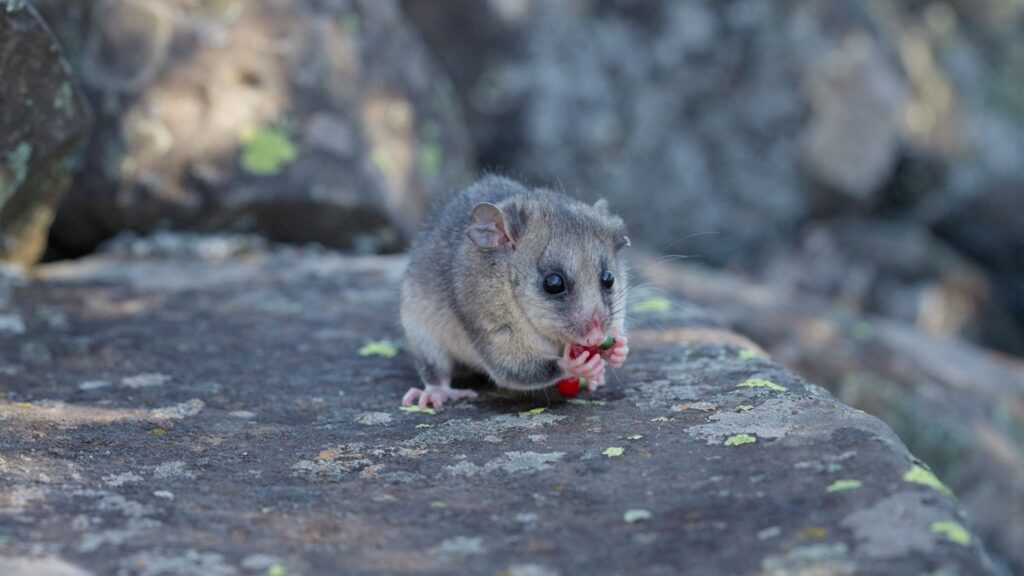Cutest Endangered Species