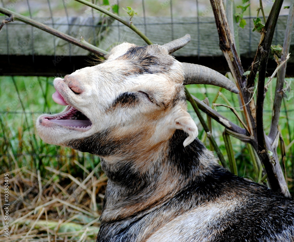 goat