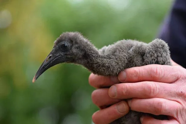 Cutest Endangered Species