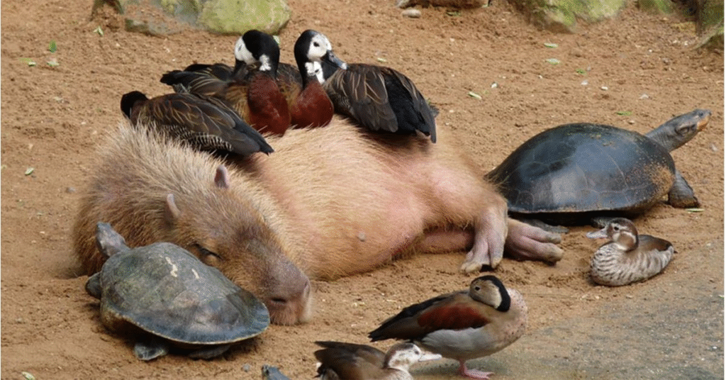 Why Do Capybaras Let Other Animals Sit on Them?