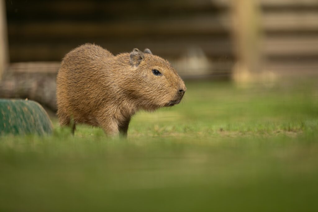 Why Do Capybaras Let Other Animals Sit on Them?