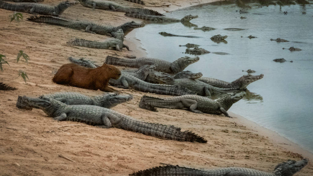 Why Do Capybaras Let Other Animals Sit on Them?
