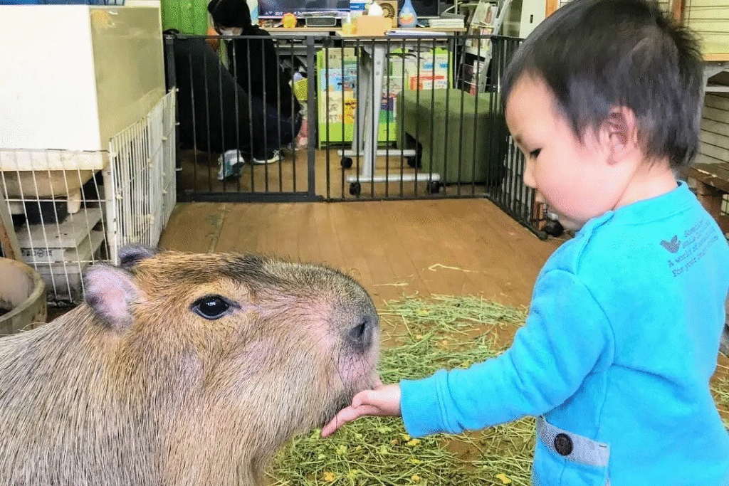 Capybaras