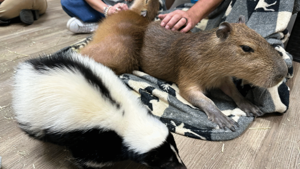 Capybaras