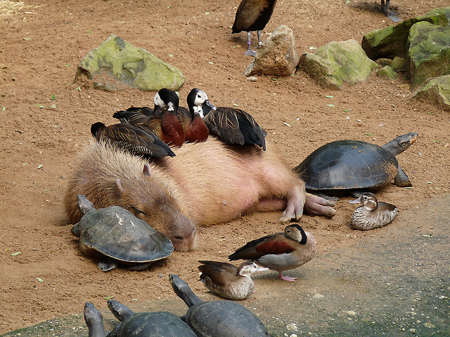 capybaras