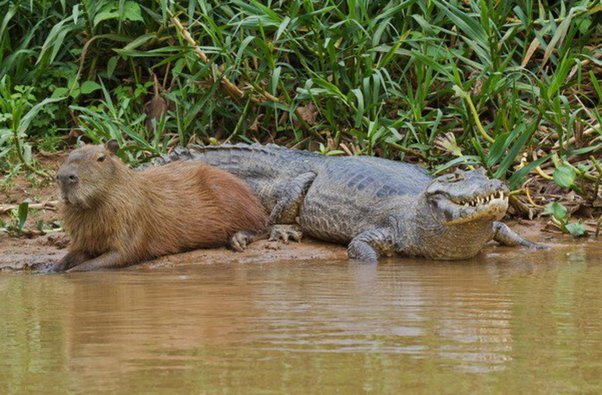 Capybaras