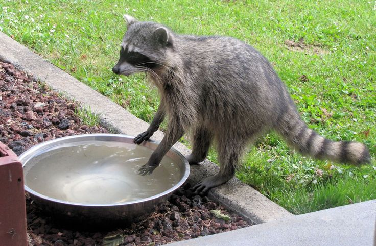 Raccoon