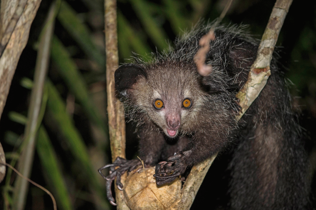 Endangered Nocturnals: Night-Dwelling Species on the Brink