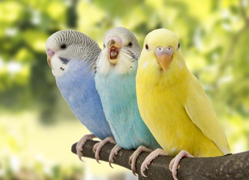 exotic pets