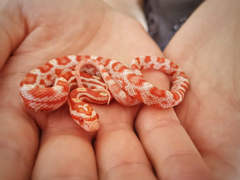exotic pets