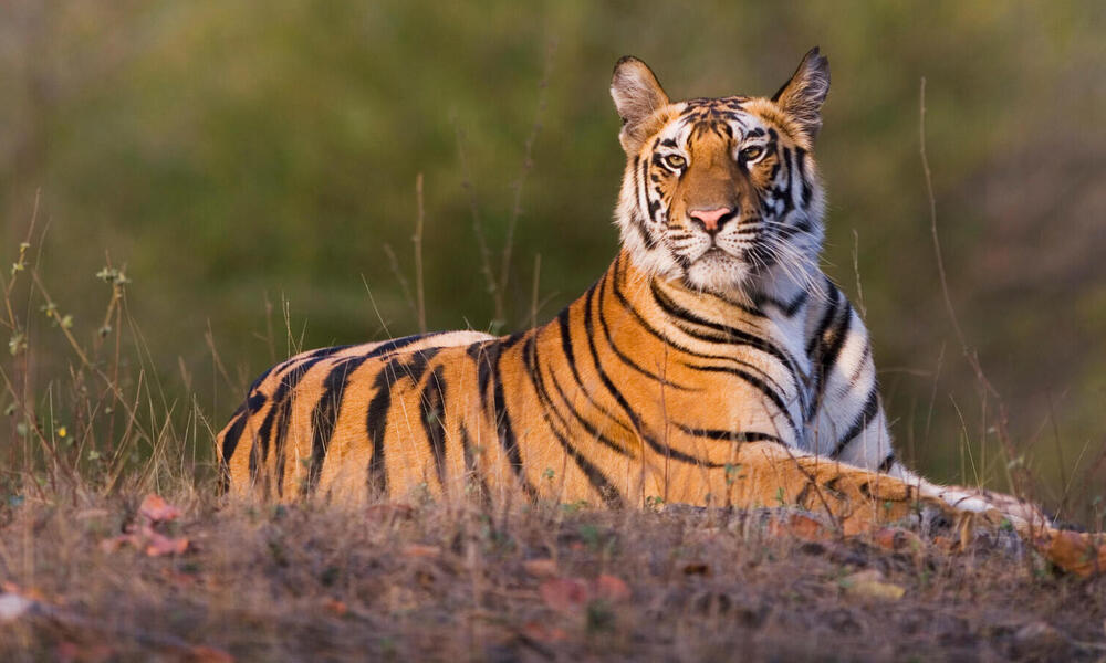 Silent Forests: The Impact of Deforestation on Endangered Animals