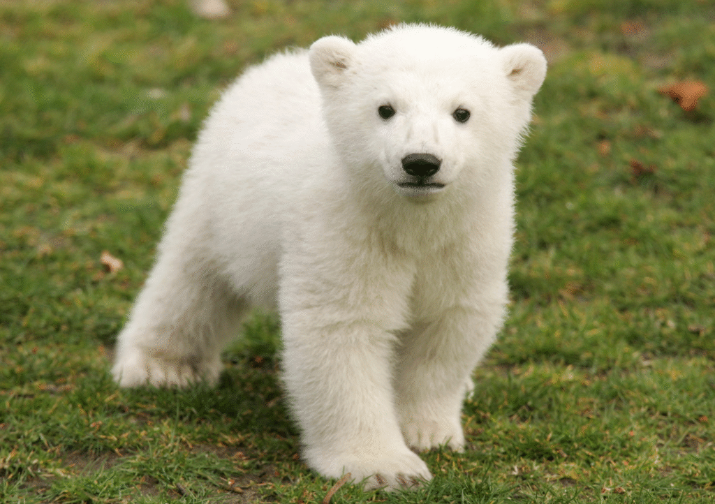 How Ice Melting Affects Polar Bears