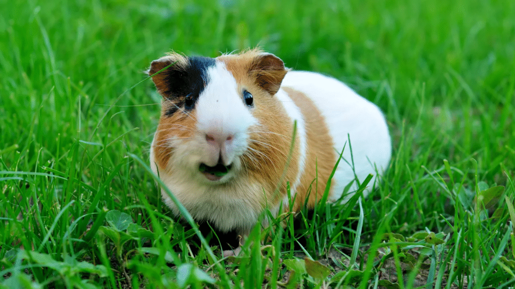 Teddy Guinea Pig: The Cute and Cuddly Pet