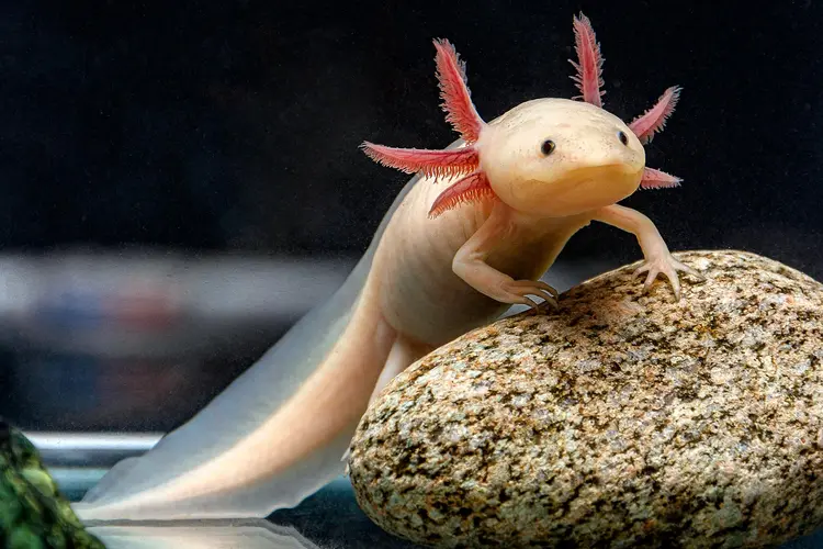 exotic pets