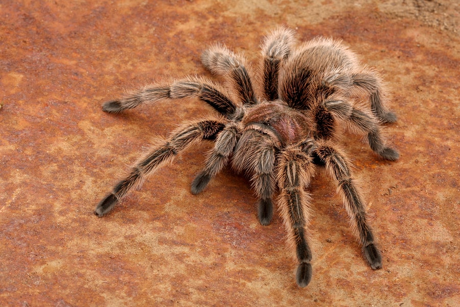 exotic pets