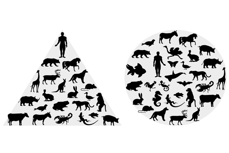 What Are Animal Rights? A Simple Explanation for Beginners