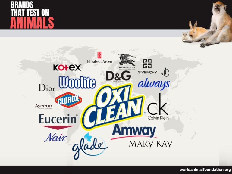 Top 5 Everyday Products That Involve Animal Cruelty